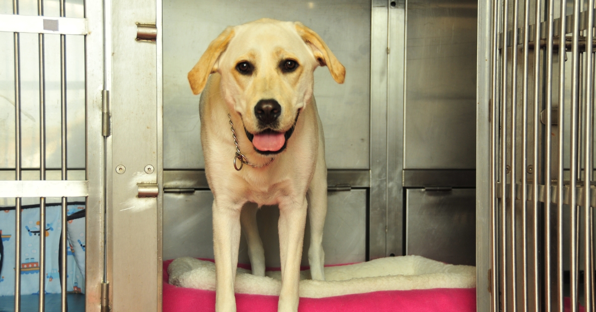 daycare for dogs